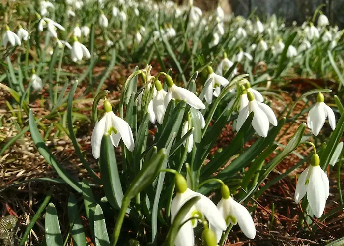 Haus Mitterfeld דירה *